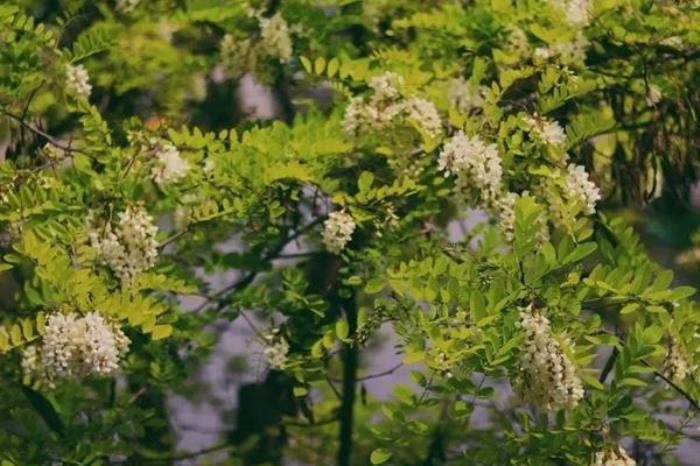 陕西春季都有哪些好吃的野菜 陕西春季都有哪些好吃的野菜