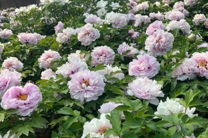 隋唐城遗址植物园有牡丹吗 隋唐城遗址植物园有牡丹吗