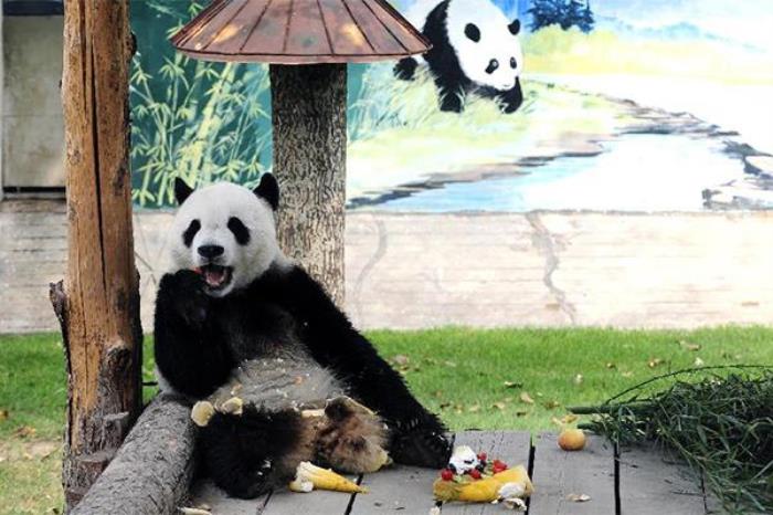 太原哪个动物园有熊猫 太原哪个动物园有熊猫