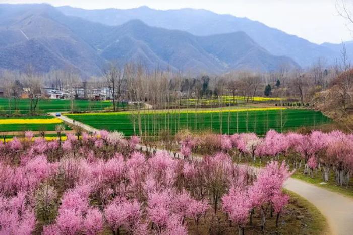 河南春季有哪些好玩的旅游线路值得打卡