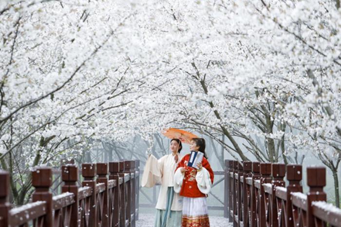 谷阳城遗址公园樱花什么时候开 谷阳城遗址公园樱花什么时候开