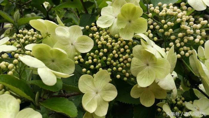 私人导游找了我，一人30元，第三天去！