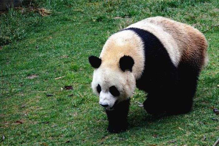 大连哪个动物园有熊猫 大连哪个动物园有熊猫