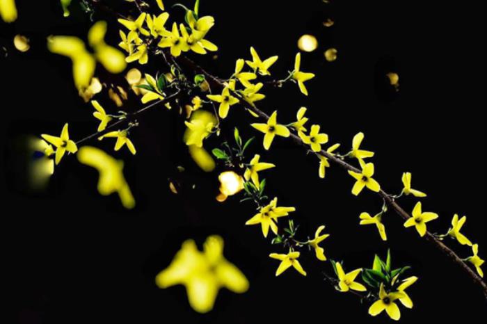 长春春季有哪些赏花的地方推荐 长春春季有哪些赏花的地方推荐