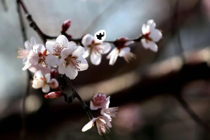长春春季有哪些赏花的地方推荐 长春春季有哪些赏花的地方推荐