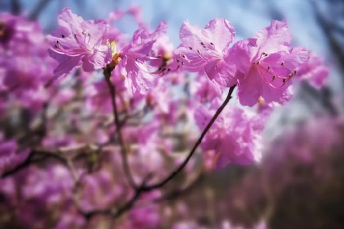 长春春季有哪些赏花的地方推荐 长春春季有哪些赏花的地方推荐