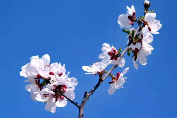 长春春季有哪些赏花的地方推荐 长春春季有哪些赏花的地方推荐