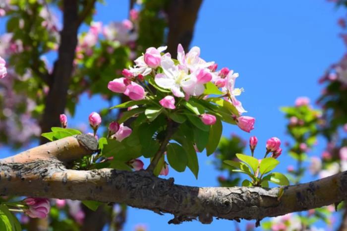 长春春季有哪些赏花的地方推荐 长春春季有哪些赏花的地方推荐