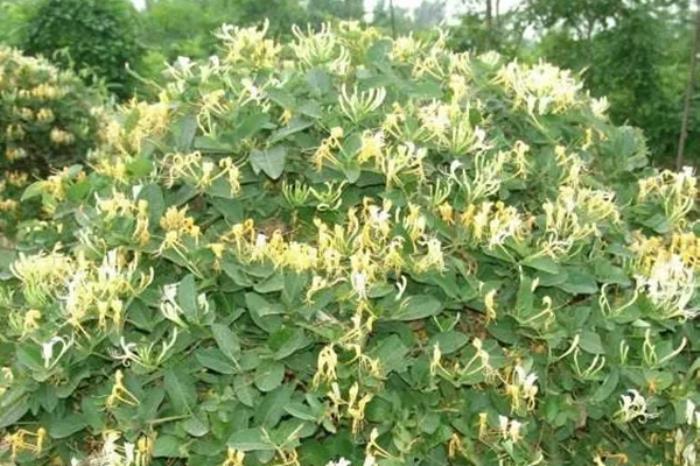 长春春季有哪些赏花的地方推荐 长春春季有哪些赏花的地方推荐