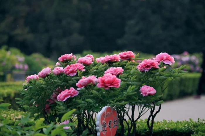 长春春季有哪些赏花的地方推荐 长春春季有哪些赏花的地方推荐