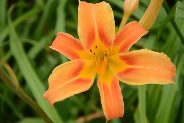 长春春季有哪些赏花的地方推荐 长春春季有哪些赏花的地方推荐