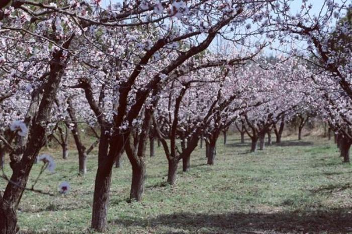 灞桥有哪些适合春季赏花游玩的地方 灞桥有哪些适合春季赏花游玩的地方
