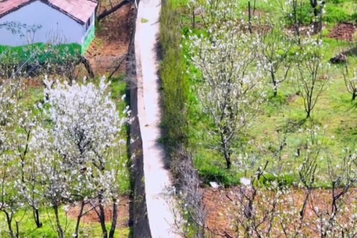 灞桥有哪些适合春季赏花游玩的地方 灞桥有哪些适合春季赏花游玩的地方