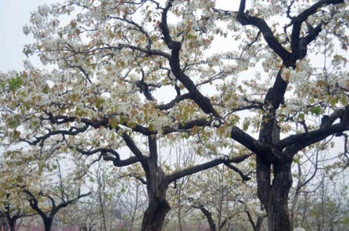 重庆看梨花的地方有哪些 重庆看梨花的地方有哪些