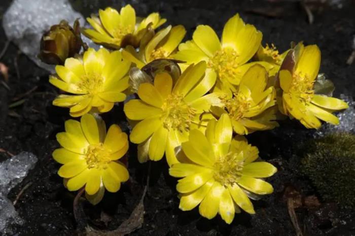 净月潭冰凌花什么时候开 净月潭冰凌花什么时候开