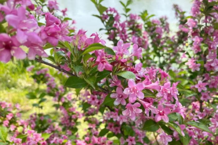 淮安有哪些好玩的公园景点推荐