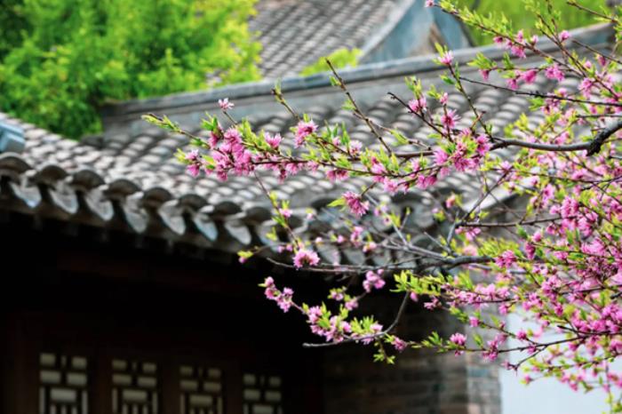 密云春季有哪些踏青赏花的地方 密云春季有哪些踏青赏花的地方