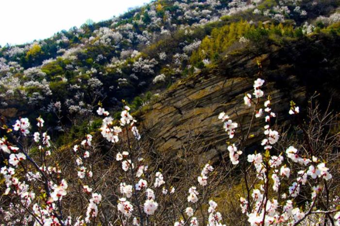 密云春季有哪些踏青赏花的地方 密云春季有哪些踏青赏花的地方