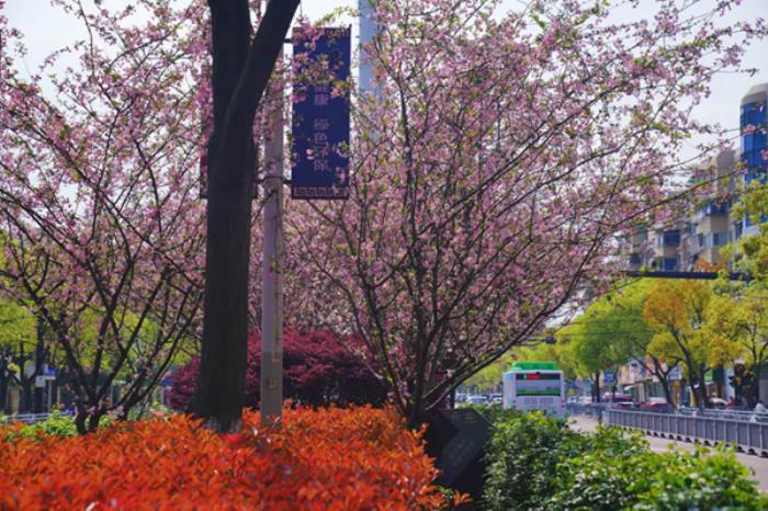 衢州春季市区内有哪些赏花的地方推荐