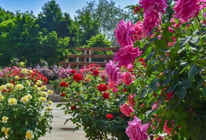 石家庄踏青去哪里好 石家庄踏青去哪里好