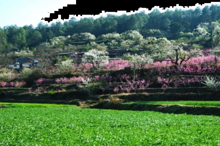 南华县春季有哪些好玩的地方推荐 南华县春季有哪些好玩的地方推荐