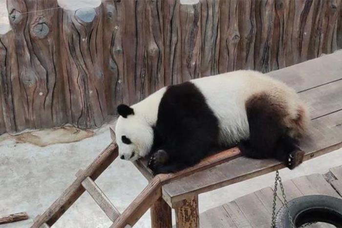 吉林哪个动物园有熊猫 吉林哪个动物园有熊猫