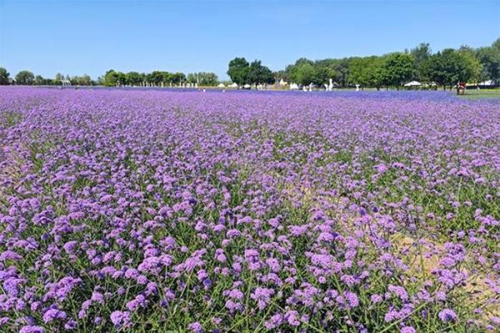 北京紫谷伊甸园几月去好看 北京紫谷伊甸园几月去好看