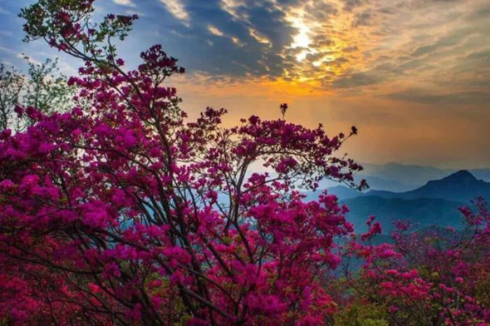 安徽天堂寨杜鹃花和麻城龟峰山哪个好看 安徽天堂寨杜鹃花和麻城龟峰山哪个好看