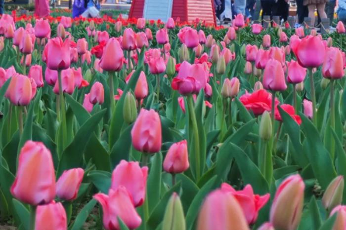 陕西有哪些适合春季打卡游玩的公园推荐 陕西有哪些适合春季打卡游玩的公园推荐