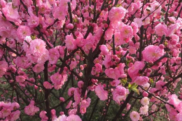 陕西铜川有哪些踏青春游的地方推荐