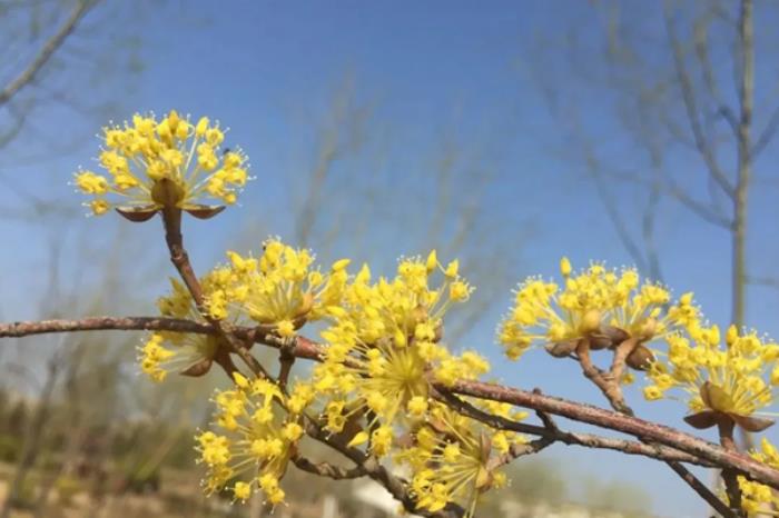 陕西铜川有哪些踏青春游的地方推荐 陕西铜川有哪些踏青春游的地方推荐