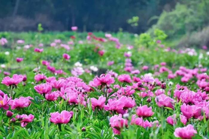 陕西铜川有哪些踏青春游的地方推荐 陕西铜川有哪些踏青春游的地方推荐