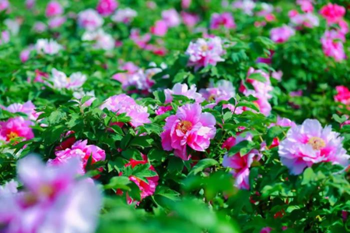 陕西铜川有哪些踏青春游的地方推荐 陕西铜川有哪些踏青春游的地方推荐