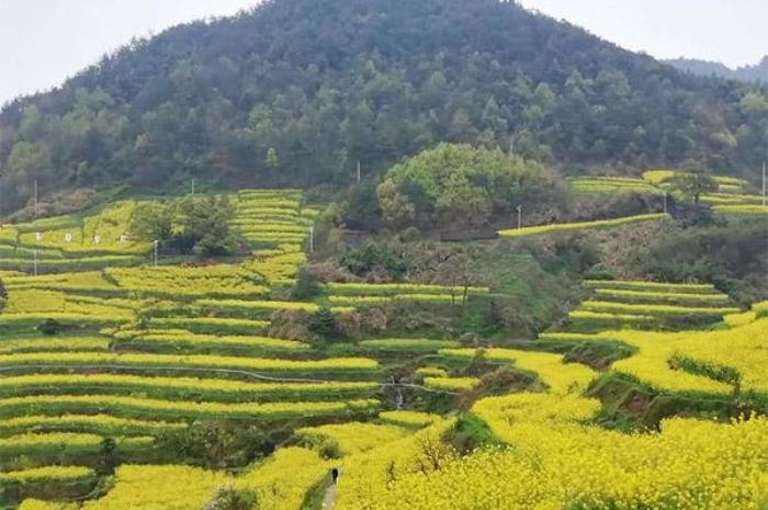 金华浦江油菜花梯田在哪里