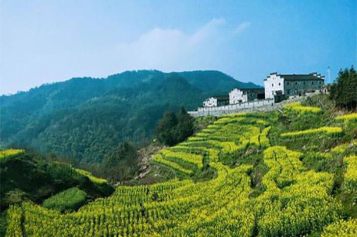 金华浦江油菜花梯田在哪里