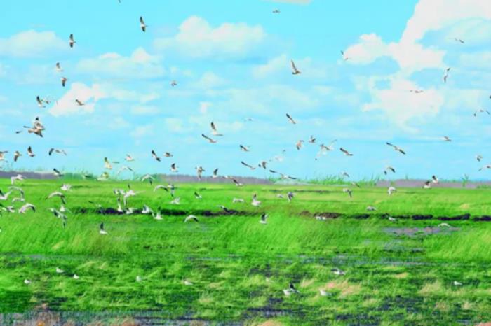 双鸭山春季有哪些赏花观鸟的地方推荐 双鸭山春季有哪些赏花观鸟的地方推荐