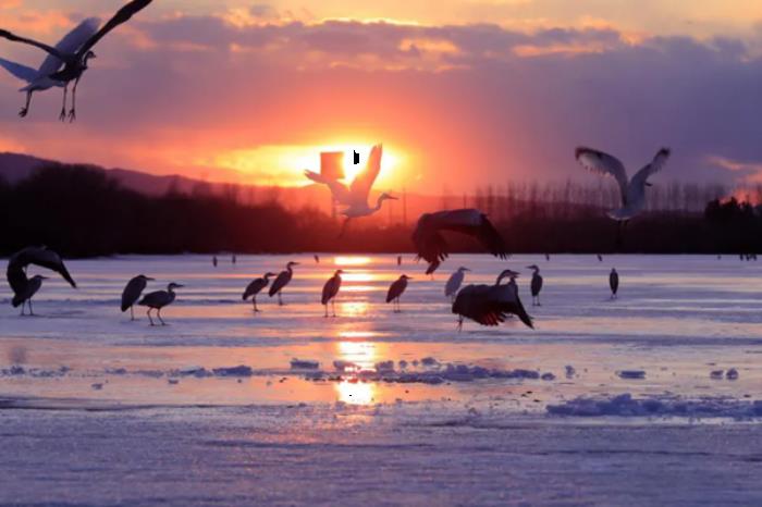 双鸭山春季有哪些赏花观鸟的地方推荐 双鸭山春季有哪些赏花观鸟的地方推荐