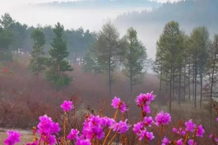 双鸭山春季有哪些赏花观鸟的地方推荐 双鸭山春季有哪些赏花观鸟的地方推荐