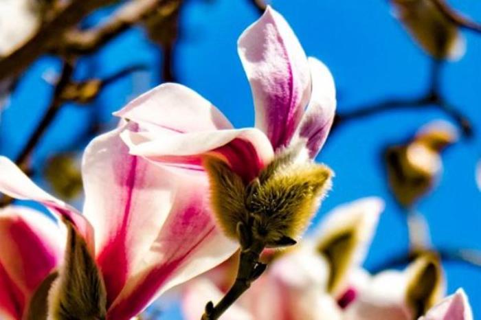 古北水镇春季有哪些花看 古北水镇春季有哪些花看