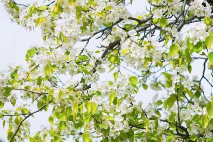 古北水镇春季有哪些花看 古北水镇春季有哪些花看
