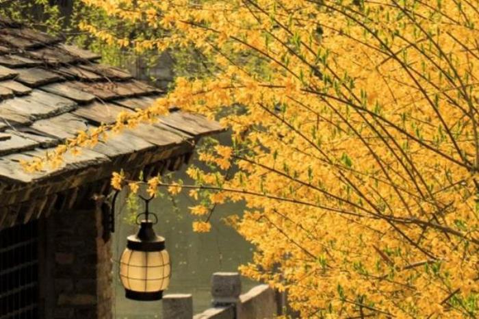 古北水镇春季有哪些花看 古北水镇春季有哪些花看