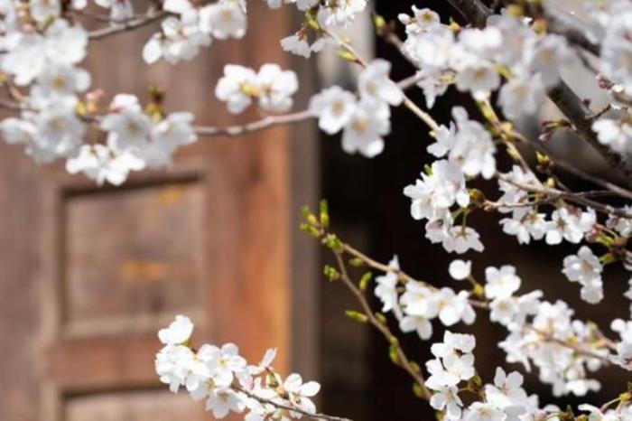 古北水镇春季有哪些花看 古北水镇春季有哪些花看