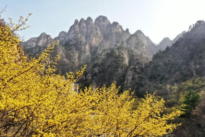 老界岭春季有哪些花看 老界岭春季有哪些花看