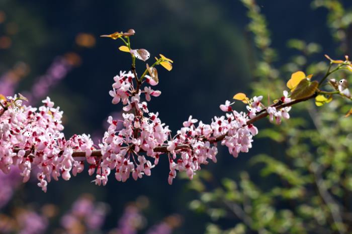 老界岭春季有哪些花看 老界岭春季有哪些花看