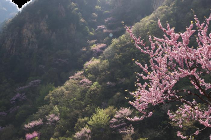 老界岭春季有哪些花看 老界岭春季有哪些花看