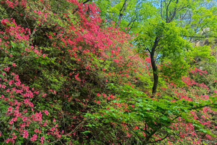 老界岭春季有哪些花看 老界岭春季有哪些花看