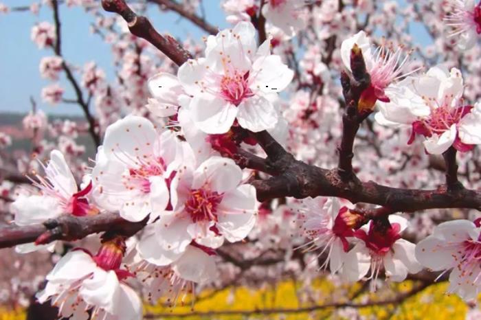 鸡西春季有哪些赏花的好去处推荐 鸡西春季有哪些赏花的好去处推荐
