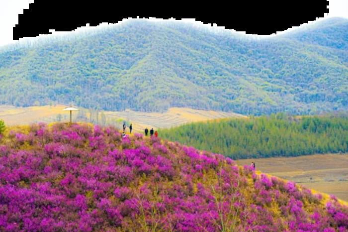 鸡西春季有哪些赏花的好去处推荐 鸡西春季有哪些赏花的好去处推荐