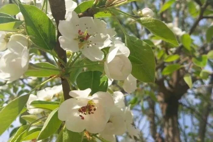 鸡西春季有哪些赏花的好去处推荐 鸡西春季有哪些赏花的好去处推荐