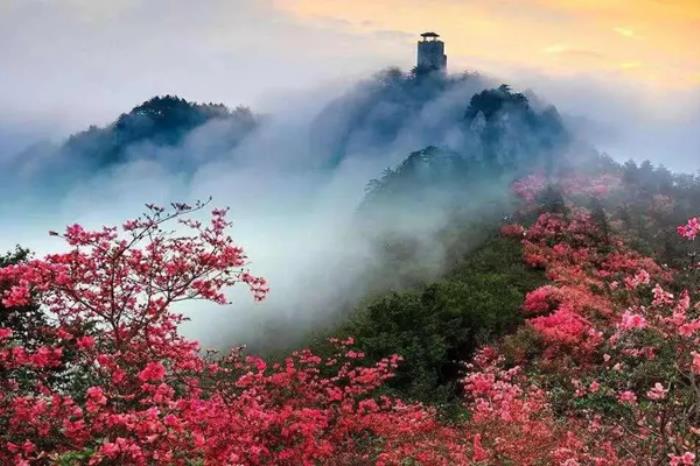 安徽天堂寨杜鹃花什么时候开 安徽天堂寨杜鹃花什么时候开